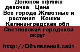 Донской сфинкс девочка › Цена ­ 15 000 - Все города Животные и растения » Кошки   . Калининградская обл.,Светловский городской округ 